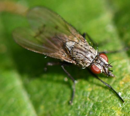 Anthomyia confusanea